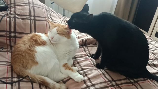 Кузя иДевочка