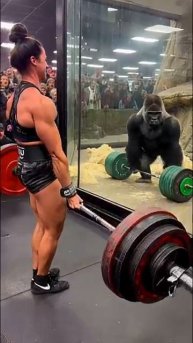 Человек против гариллы.150 кг