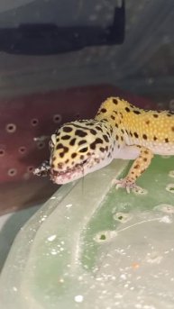 Кормление Квази. 11 декабря 2025 г.