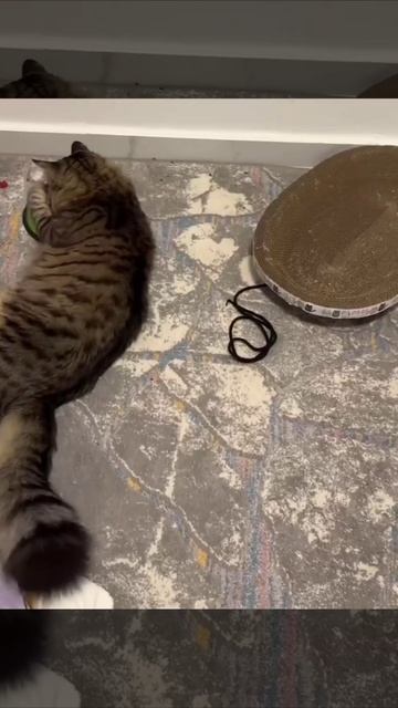 Решил сесть на диету, но ошибки случаются🥲