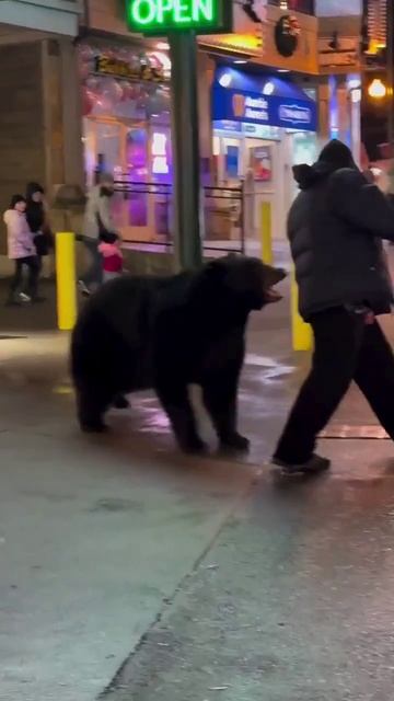 Мужчина отвлек внимание медведя, чтобы спасти детей