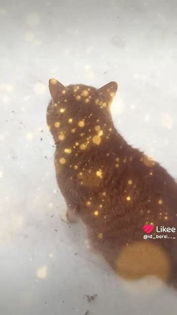 Это я. #Забавныекоты#кот#котики#питомцы#котбарси