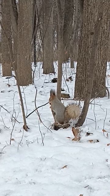 Две белки пришли за орешками