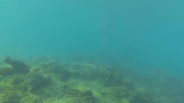 2025-11-18_145750 Рыбки хирург пикасо бабочка