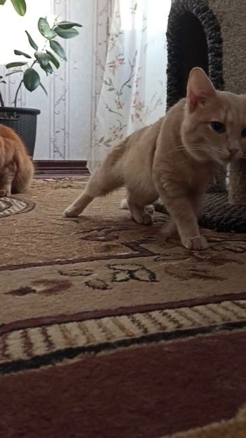 А Дюшу кастрировали.Нет  колокольчиков теперь.