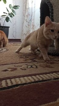 А Дюшу кастрировали.Нет колокольчиков теперь.