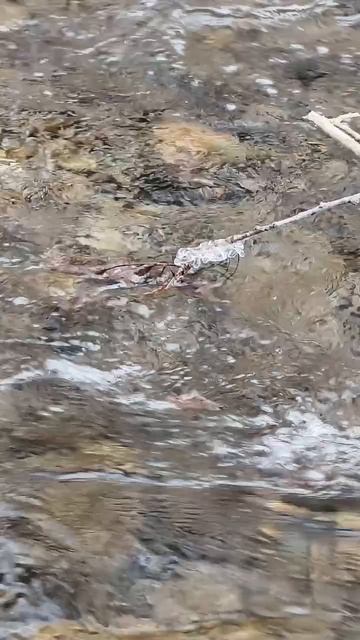 14.12.2025 #сегоднятак #природа #прырода #табиғ #自然 #natureza #natura #자연 #طبيعة #प्रकृति #nature