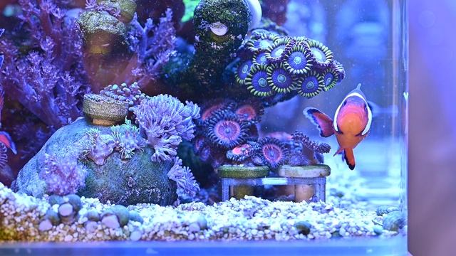 Морские обитатели - рыбки