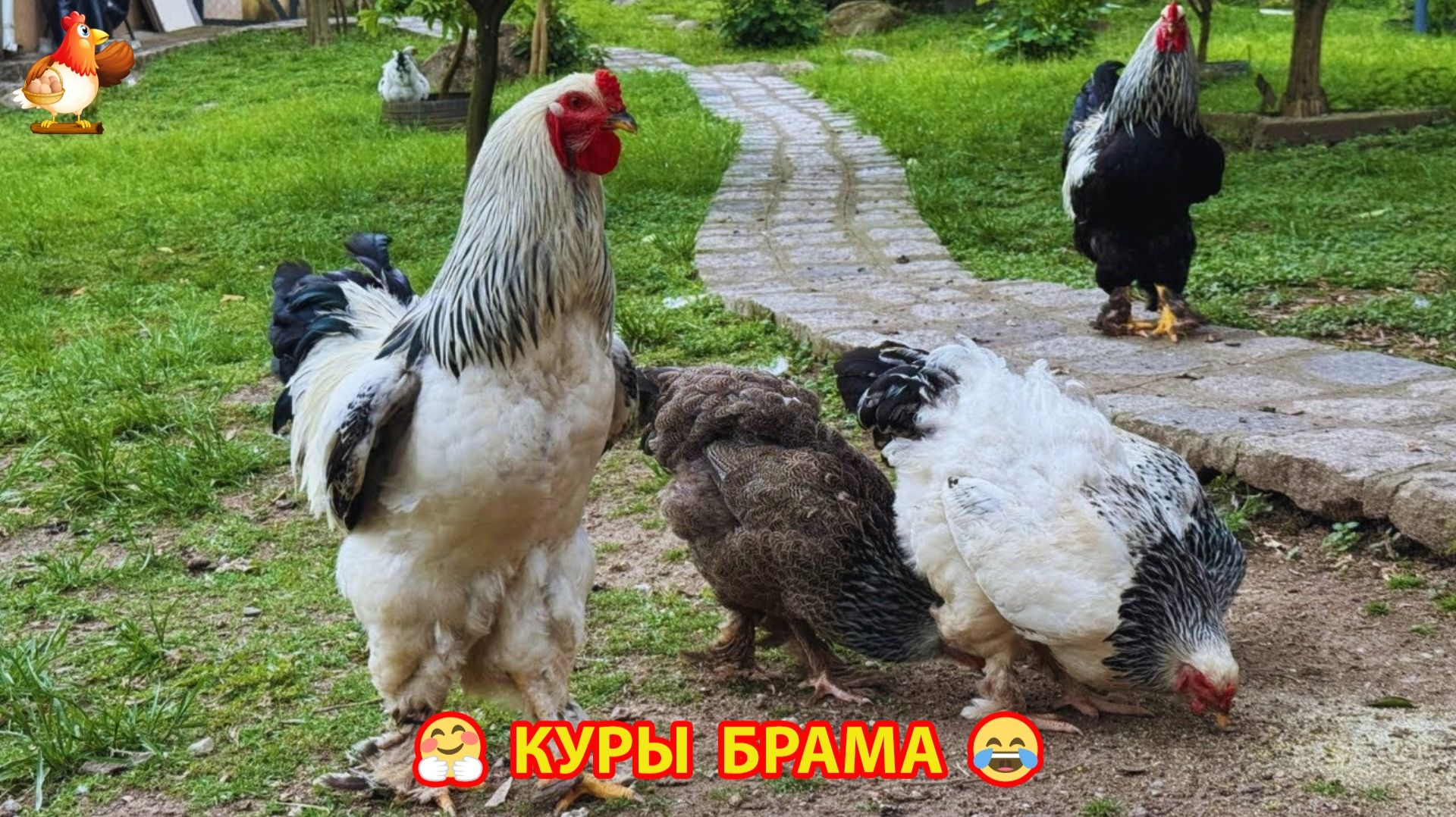 Куры Брама с лохматыми лапами прекрасные несушки (77)