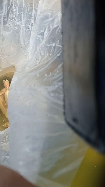 Стерлядь- альбинос-3