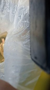 Стерлядь- альбинос-3