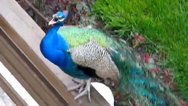 Спой, цветик, не стыдись