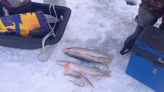 Рыбалка на щуку! Миша и Илья показывает мастер класс!!!