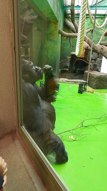 ❤️Шимпанзе умняшки