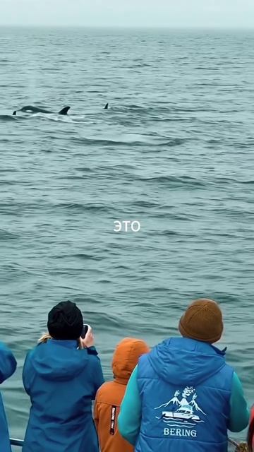 Морская прогулка в Бухту Русскую — это встреча с настоящей Камчаткой.