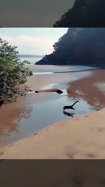 Коати, бугущие задом наперед, похожи на длинношеих донозавров