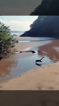 Коати, бугущие задом наперед, похожи на длинношеих донозавров