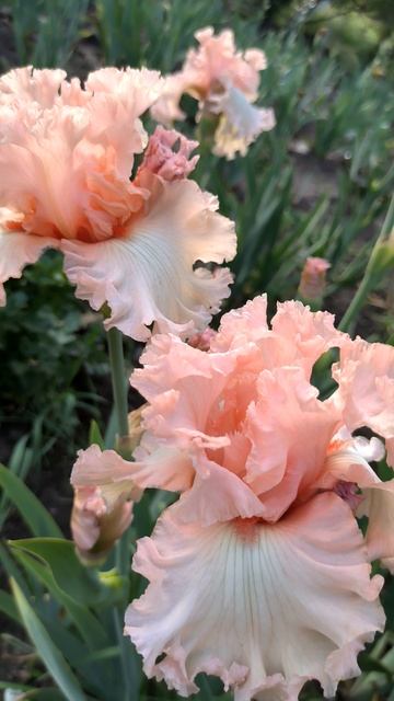 Ирис PICTURE BOOK (Joseph Ghio, 2006).mp4