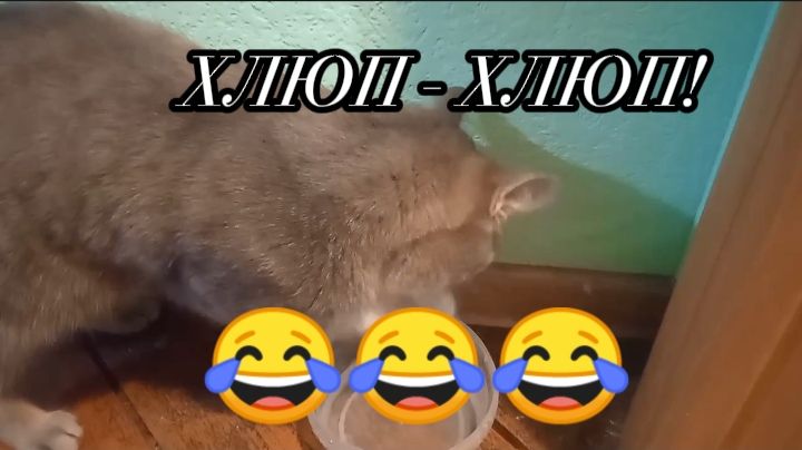 Кошка пьёт из... Лапки?