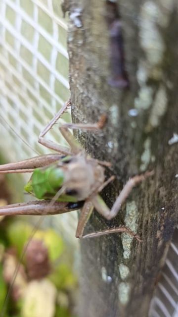 В траве сидел 🦗. Вспомним 🌞лето🌴