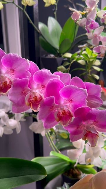 Кадиллак бабочка 🦋 Почти полный роспуск