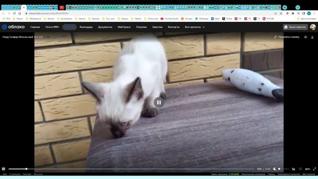 Котята питомника кошек САПФИР МЕКОЛЬ