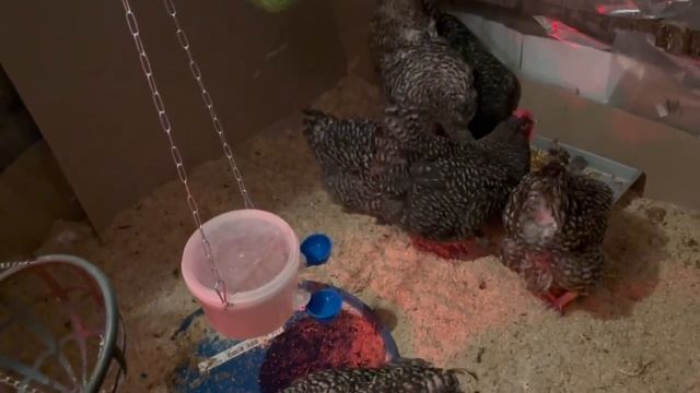 Серия 14. Приехали куры порода Мехеленская кукушка. Ку ку де Малин