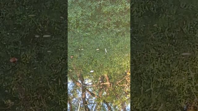 Рыбалка на карася(из записей рыбака)