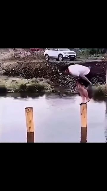 Видео от Залипательные, прикольные видеоролики бесплатно