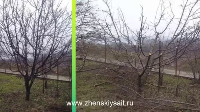 ВНИМАНИЕ! Парша яблони и груши, причины и способы борьбы