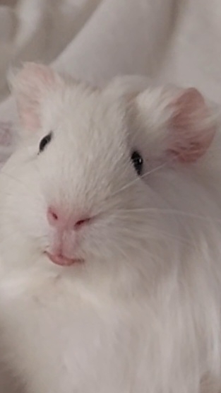 Shorts Морская свинка ест морковку 14-12-2025