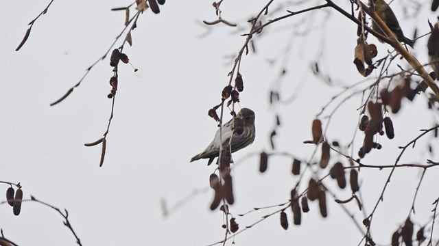 Обыкновенный чиж // Spinus spinus