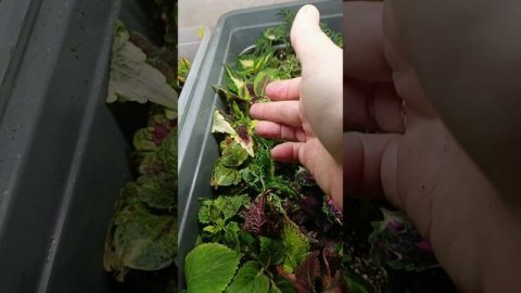 Неделя пролетела ) Колеусы укореняются.