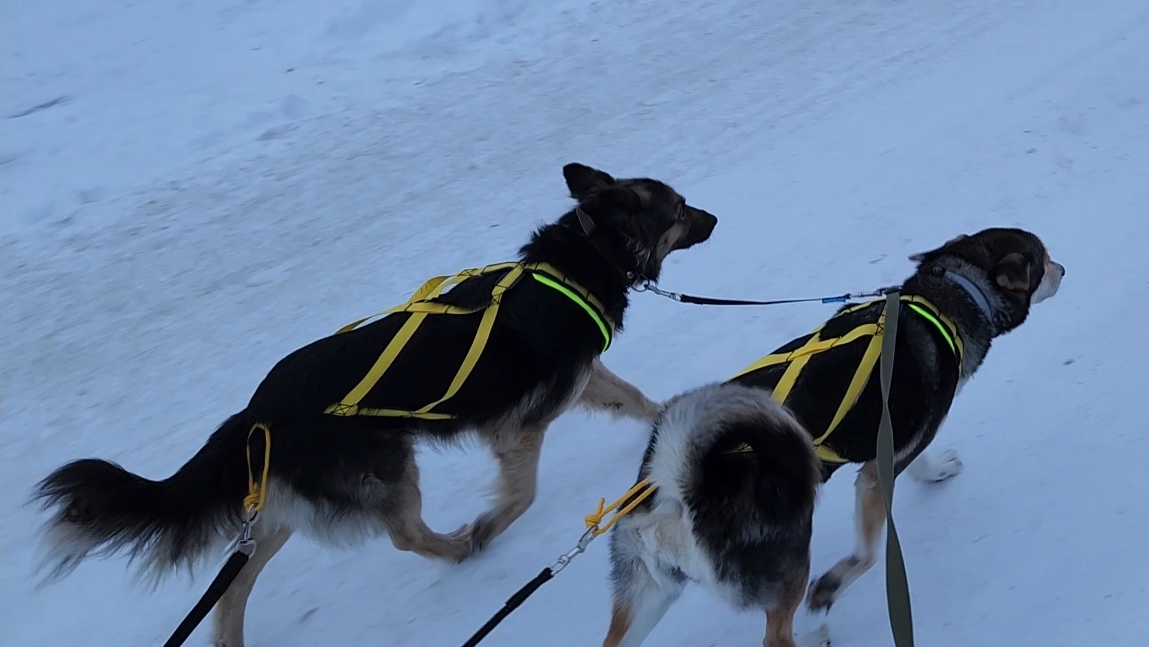 Ездовая упряжка. Сезон 2025-26. Третья тренировка. 480р