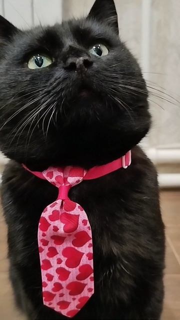 #село #дом #кот #черныш #котик #животные #голос #мысли #мысливслух #cat