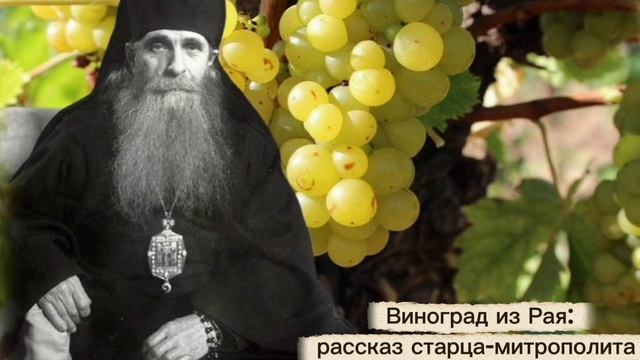 Виноград из Рая: рассказ старца-митрополита 
Зиновия (в схиме Серафима)