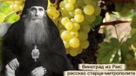 Виноград из Рая: рассказ старца-митрополита
Зиновия (в схиме Серафима)