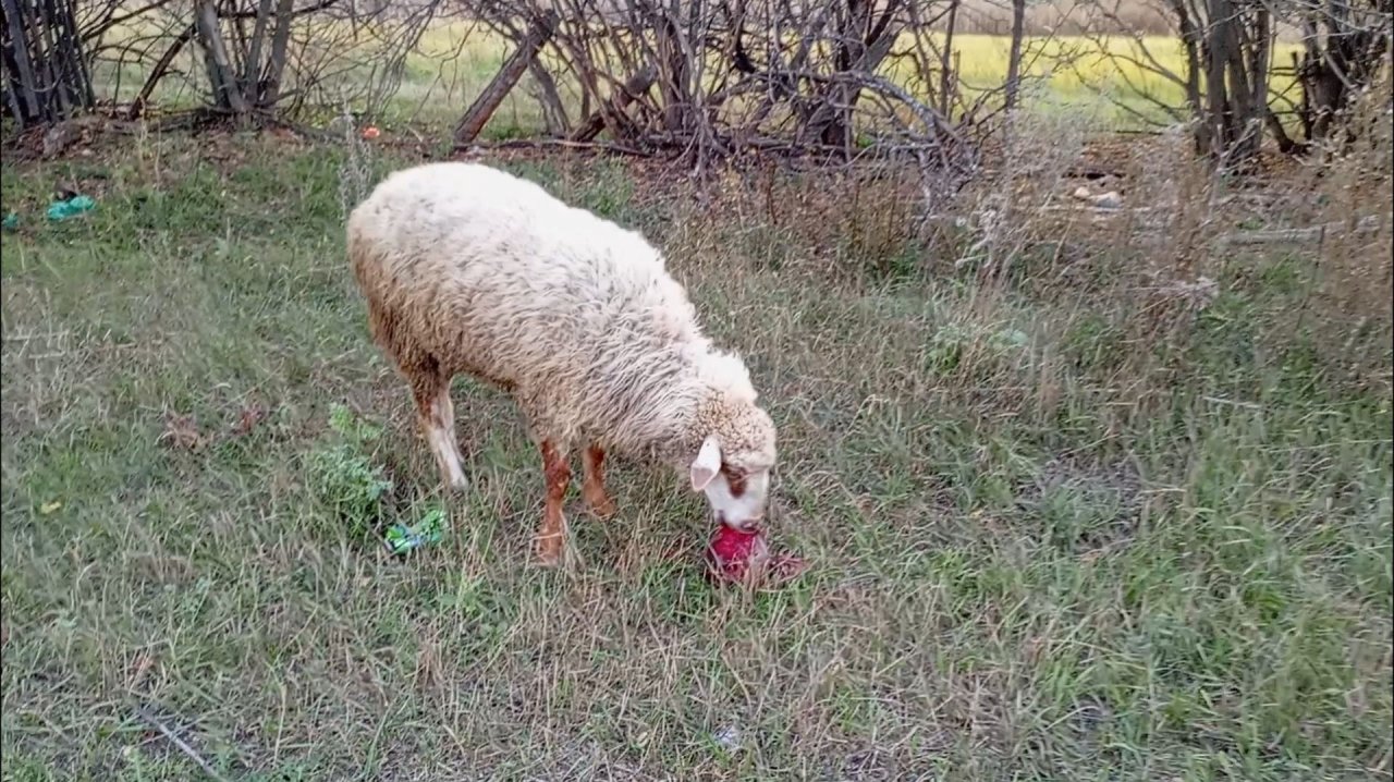 БАРАНЫ 🐏 И КОЗЫ 🐐 ЕДЯТ СВЁКЛУ