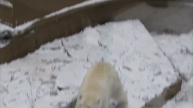 Медвежатам бросили канистры и они забыли про еду 13.12.2025