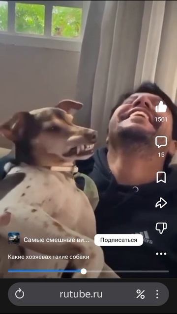 Какие хозяева такие и собаки