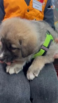 Гости зоомагазина. Ещё одна малышка дома. Приходили за шлейкой и поводком. Милота же?