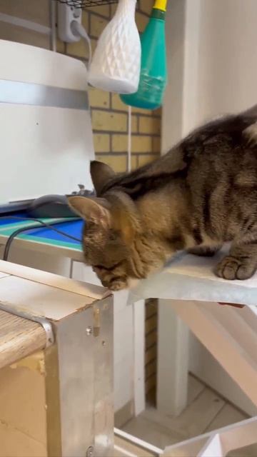 Помогаем найти ответственного хозяина для кота Тимошки 🐾