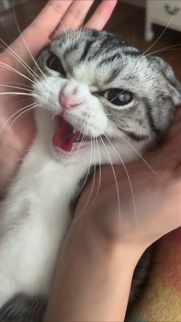 Когда тебя назвали милой колечко, а ты 💍😂 #колечко #милота #настроение #юмор