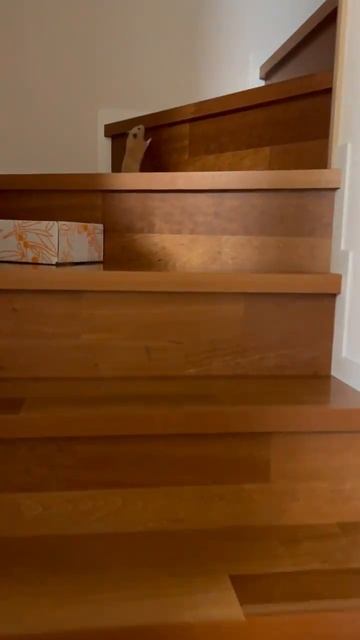 #хомяк #хомяки #хомячок #топ #топчик #роликдня #видеодня #лучшее #лучшие #лучший #хит #хиты #супер #