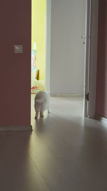 што сказал кот?