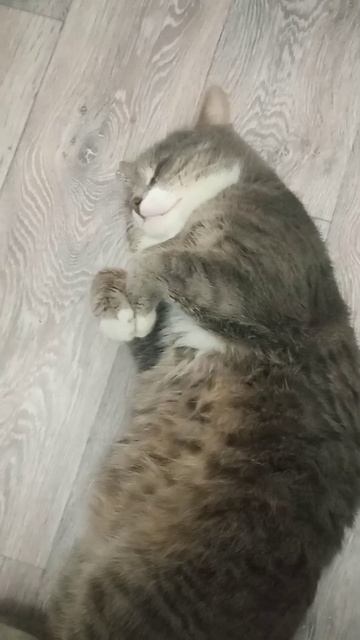 Короче.. #Кот #юмор #котики #забавныеживотные