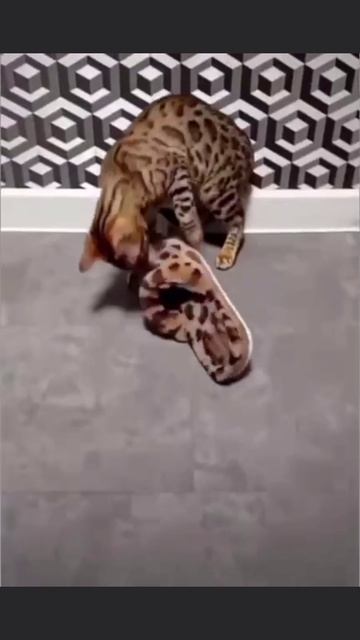 #юмор #прикол #приколы #угар #угарноевидео #ржач #ржака #смехдослез #угарноевидео #смешно #смешноеви