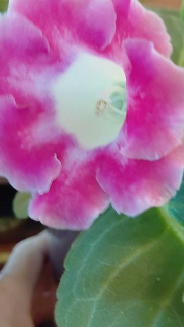 Самоопыленные, самосевные глоксинии цветут - продолжение