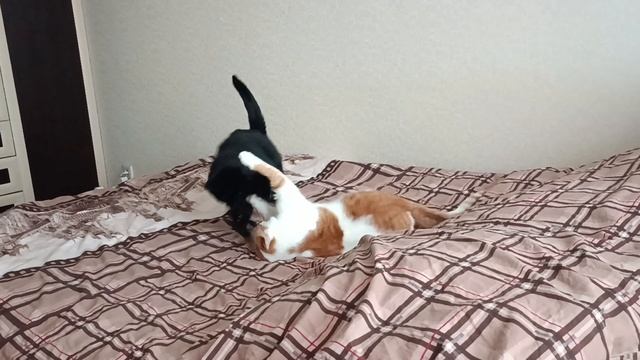 Кузя и Кнопка