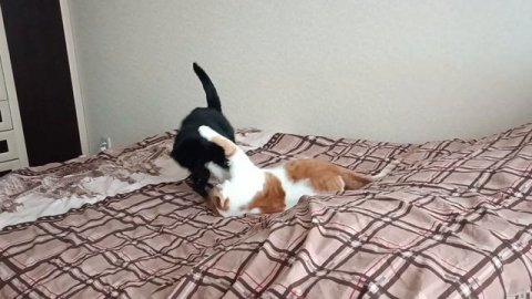 Кузя и Кнопка